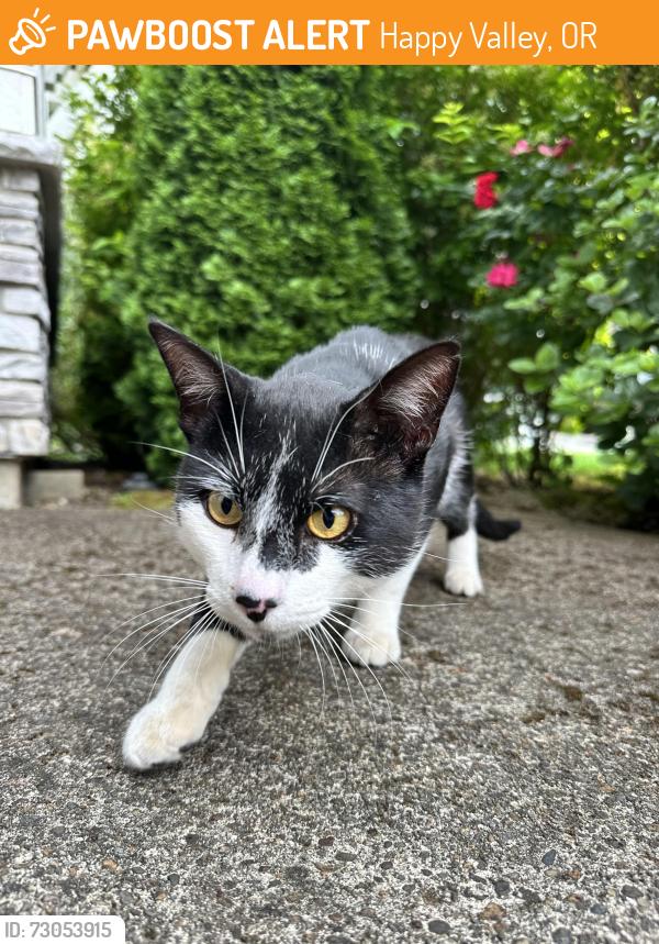 Found/Stray Male Cat last seen SE Trustworthy Pl, Happy Valley, OR 97086