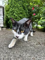 Found/Stray Male Cat last seen SE Trustworthy Pl, Happy Valley, OR 97086