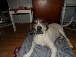 Lost Male Dog last seen Unitia, Friendsville, TN 37737