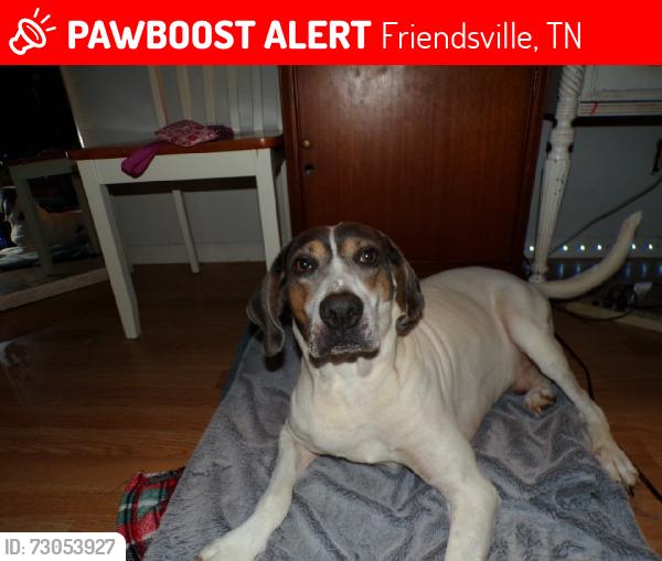 Lost Male Dog last seen Unitia, Friendsville, TN 37737