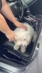 Reunited Female Dog last seen Barnwall Street - One Ways, Norwalk, CA 90650