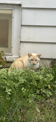 Lost Male Cat last seen 83rd & Becher, West Allis, West Allis, WI 53219