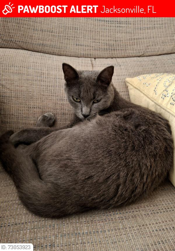 Lost Female Cat last seen San Juan Ave and Herschel , Jacksonville, FL 32210