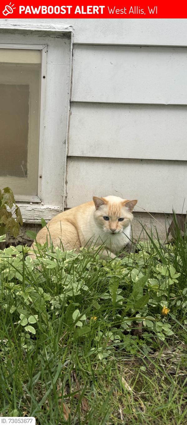 Lost Male Cat last seen 83rd & Becher, West Allis, West Allis, WI 53219