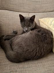 Lost Female Cat last seen San Juan Ave and Herschel , Jacksonville, FL 32210