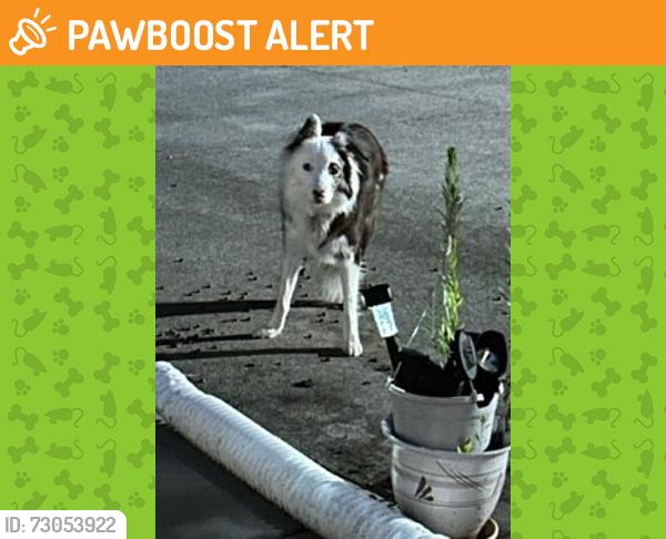 Found/Stray Unknown Dog last seen Brooks Circle, Lexington, NC Yadkin College Area, Grosse Ile Township, MI 48138