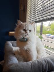 Lost Male Cat last seen 80th and 212th St SW in Edmonds, WA, Edmonds, WA 98026
