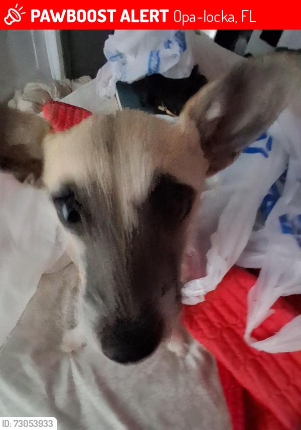Lost Female Dog last seen 153rd st, Opa-locka, FL 33054