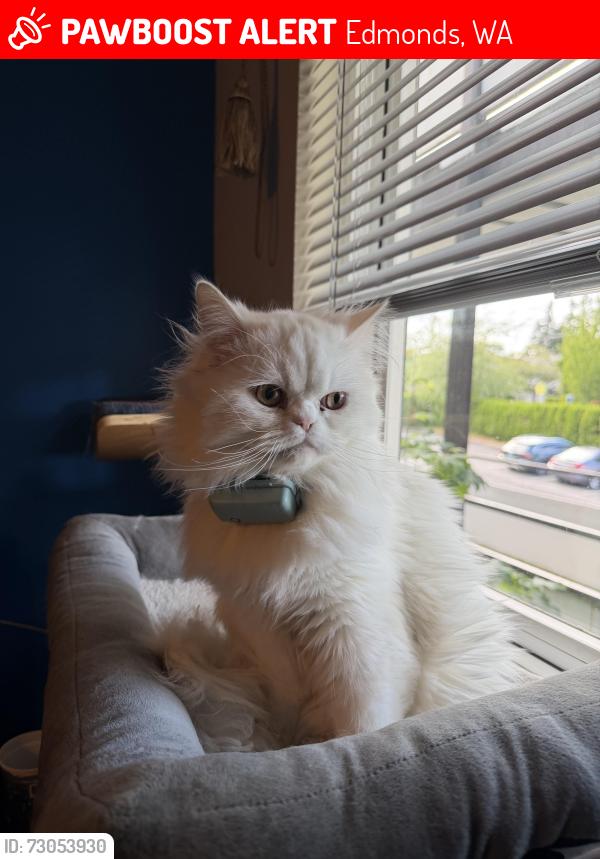 Lost Male Cat last seen 80th and 212th St SW in Edmonds, WA, Edmonds, WA 98026
