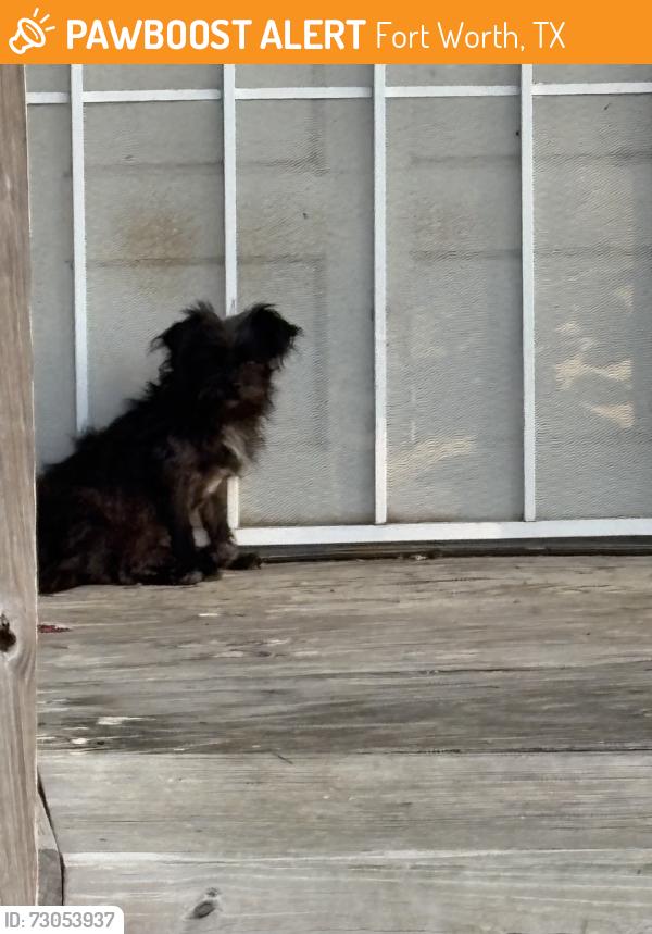 Found/Stray Female Dog last seen Yuma st, Fort Worth, TX 76104