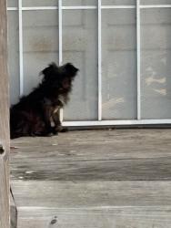 Found/Stray Female Dog last seen Yuma st, Fort Worth, TX 76104