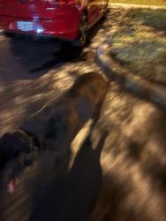 Found/Stray Male Dog last seen Goldenrod Rd, Orlando, FL 32822