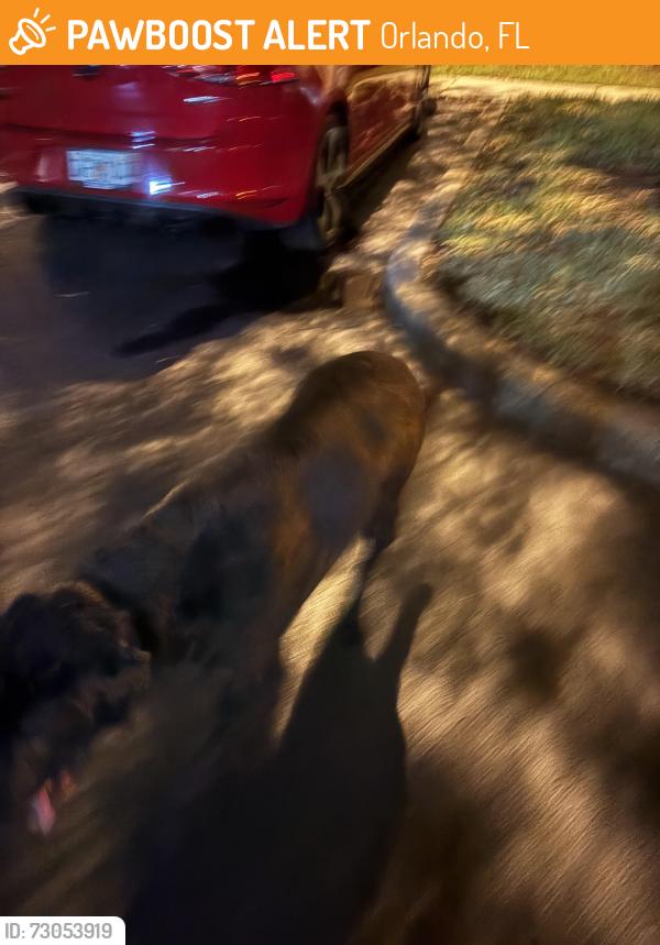 Found/Stray Male Dog last seen Goldenrod Rd, Orlando, FL 32822
