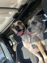 Reunited Male Dog last seen Fontana, CA, USA, Fontana, CA 92335