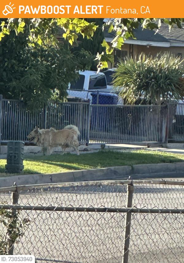 Found/Stray Unknown Dog last seen Locust and foothill , Fontana, CA 92336