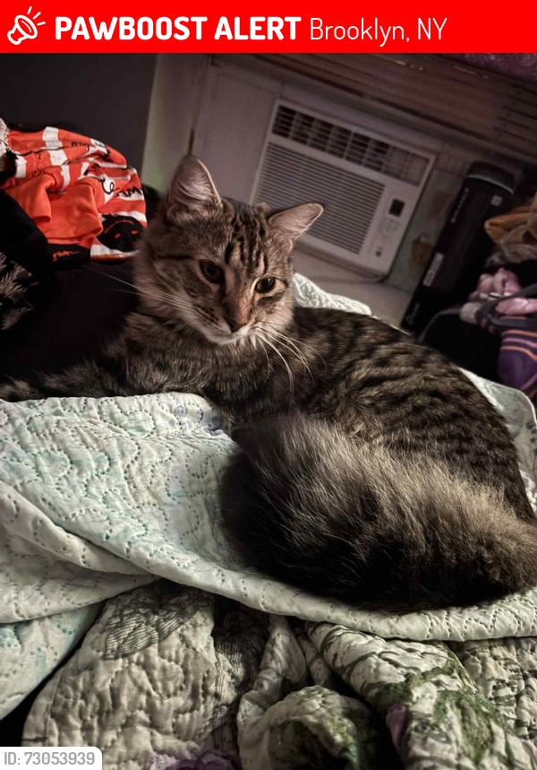 Lost Male Cat last seen Seba and Cyrus, Brooklyn, NY 11229