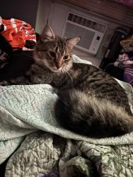 Lost Male Cat last seen Seba and Cyrus, Brooklyn, NY 11229