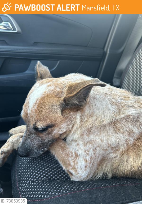 Found/Stray Female Dog last seen Walnut Creek and 287, Mansfield, TX 76063