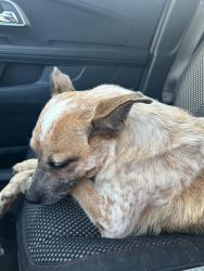Found/Stray Female Dog last seen Walnut Creek and 287, Mansfield, TX 76063