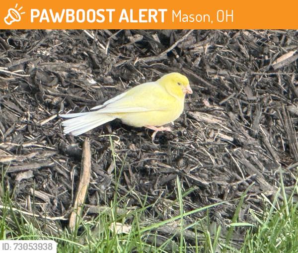 Found/Stray Unknown Bird last seen Clovercrest Ct. cul-de-sac, Mason, OH 45040