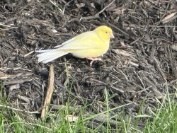 Found/Stray Unknown Bird last seen Clovercrest Ct. cul-de-sac, Mason, OH 45040