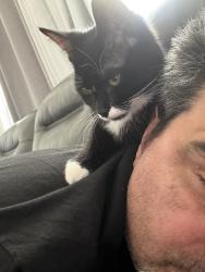 Lost Female Cat last seen Tamarack , Edmonton, AB T6T 0V7