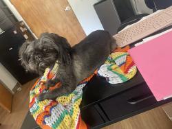 Lost Male Dog last seen Hampton Club cndmniums, Hampton, VA 23666