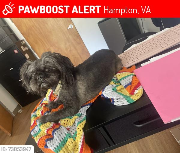 Lost Male Dog last seen Hampton Club cndmniums, Hampton, VA 23666
