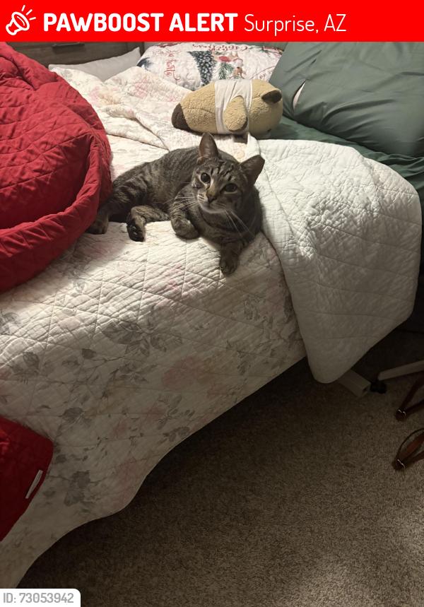 Lost Male Cat last seen Ironwood and Tara lane, Surprise, AZ 85388