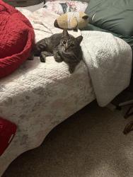 Lost Male Cat last seen Ironwood and Tara lane, Surprise, AZ 85388