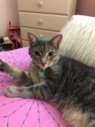 Reunited Male Cat last seen Austin Dr. Dover NH 03820, Dover, NH 03820