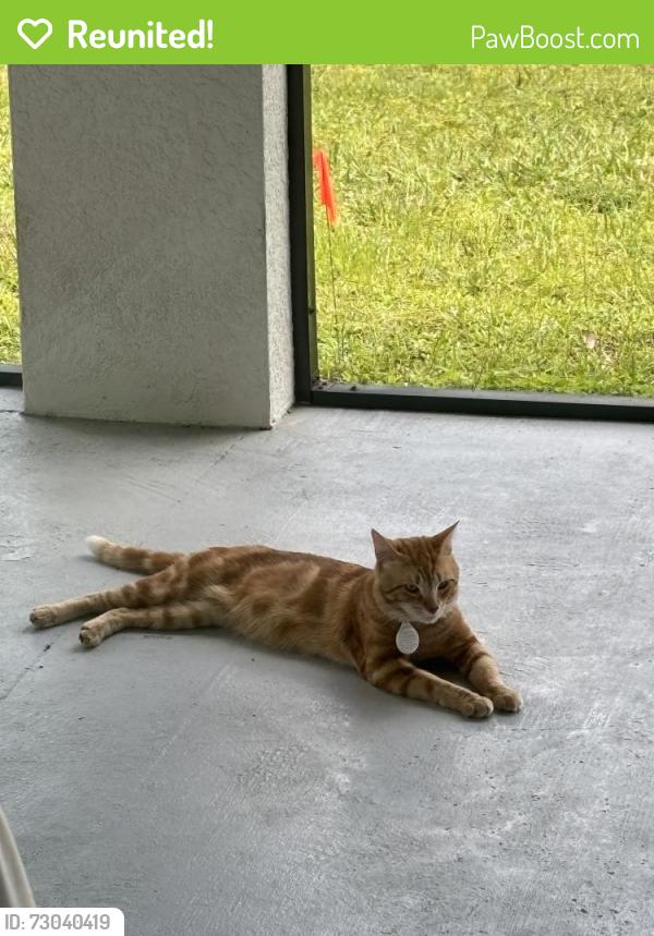 Reunited Male Cat last seen Jung Blvd E, Naples, FL 34120