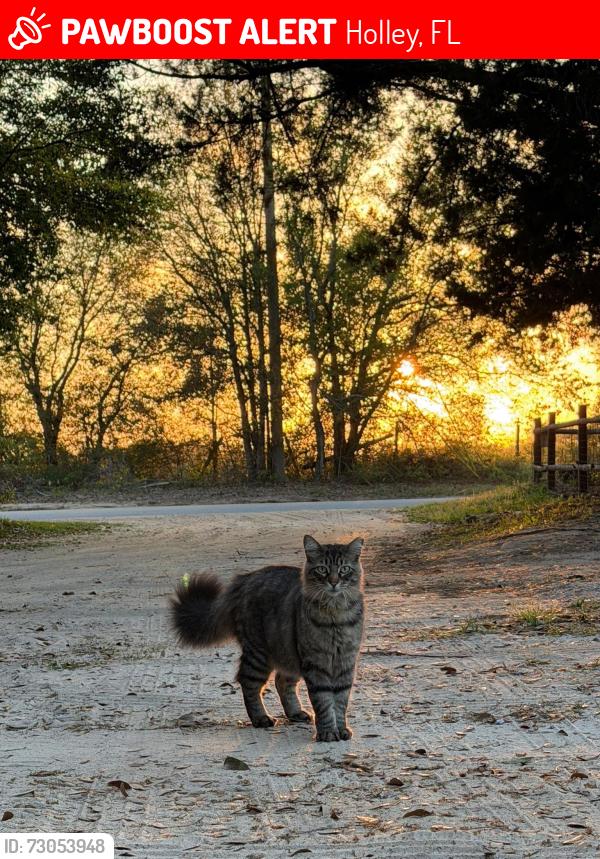Lost Male Cat last seen Wells Ave, Holley FL, Holley, FL 32566