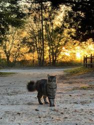 Lost Male Cat last seen Wells Ave, Holley FL, Holley, FL 32566