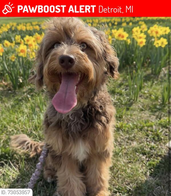 Lost Female Dog last seen Pallister , Detroit, MI 48208