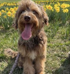 Lost Female Dog last seen Pallister , Detroit, MI 48208