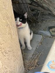 Found/Stray Unknown Cat last seen stearnlee, Long Beach, CA 90808