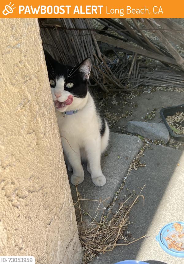 Found/Stray Unknown Cat last seen stearnlee, Long Beach, CA 90808