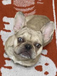 Lost Male Dog last seen Near E 77th St, Lubbock, TX 79404