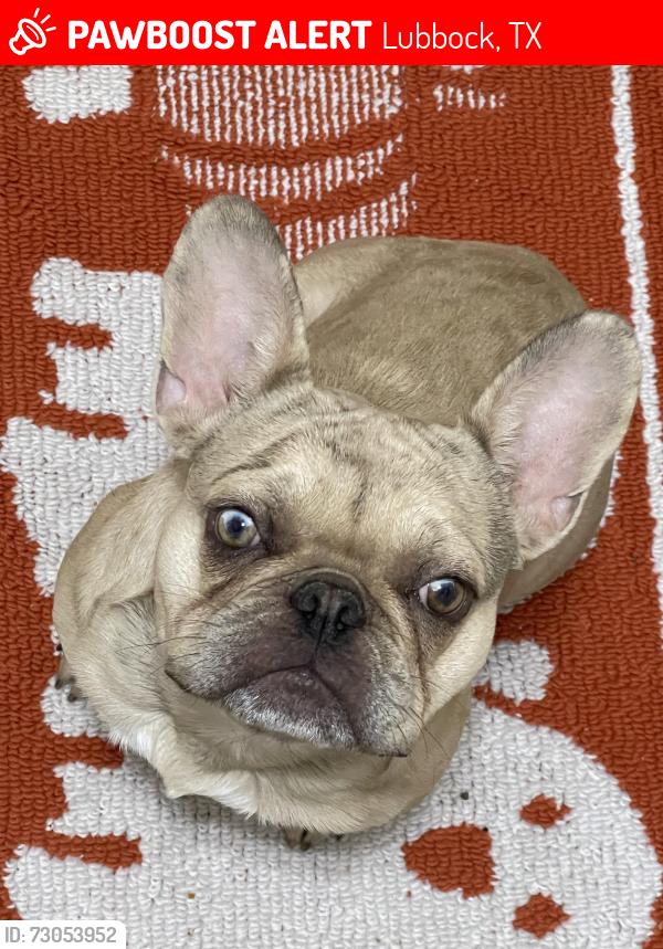Lost Male Dog last seen Near E 77th St, Lubbock, TX 79404