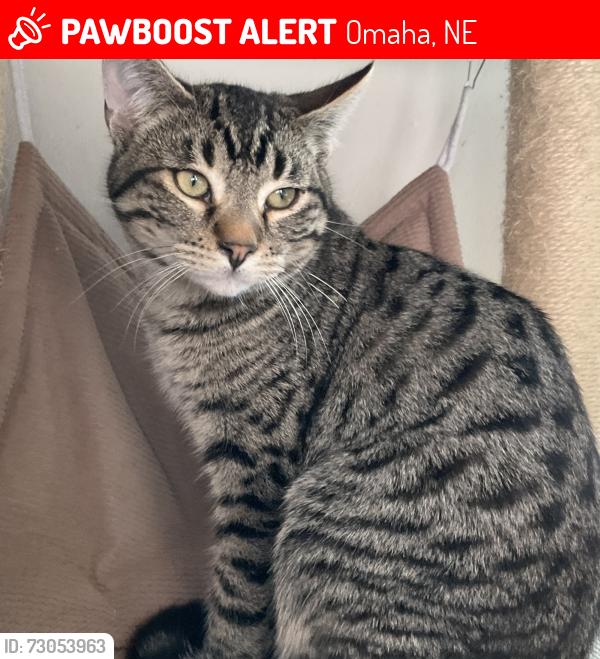 Lost Male Cat last seen Decatur avenue omaha, Omaha, NE 68132
