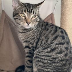 Lost Male Cat last seen Decatur avenue omaha, Omaha, NE 68132