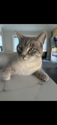 Lost Male Cat last seen Canal road , Bradford West Gwillimbury, ON L3Z 3Y7