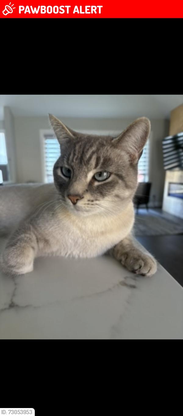 Lost Male Cat last seen Canal road , Bradford West Gwillimbury, ON L3Z 3Y7