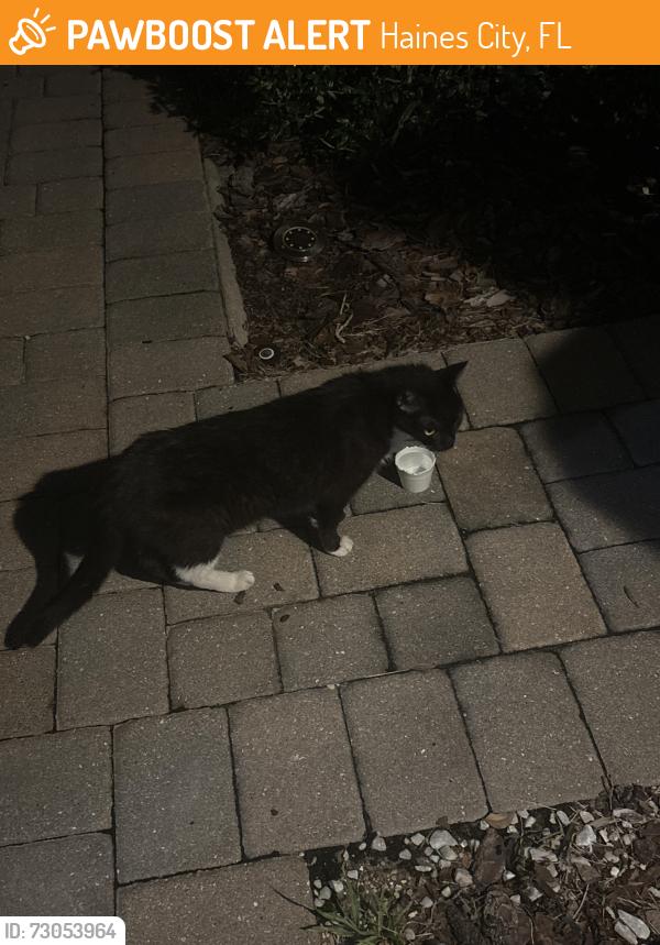 Found/Stray Unknown Cat last seen Balmoral, Haines City, FL 33844