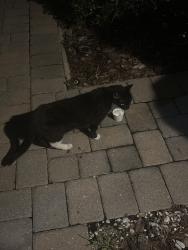 Found/Stray Unknown Cat last seen Balmoral, Haines City, FL 33844