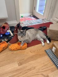 Reunited Male Cat last seen Nw 61st St and 32nd Ave NW Seattle, Seattle, WA 98107