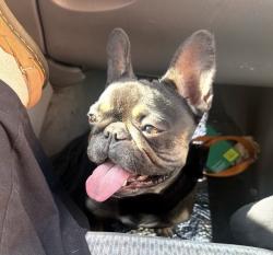 Found/Stray Female Dog last seen Near Freeway and Arbor Vitae St, Inglewood, CA 90301