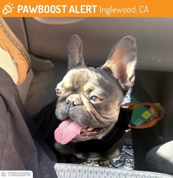 Found/Stray Female Dog last seen Near Freeway and Arbor Vitae St, Inglewood, CA 90301