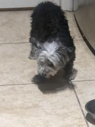 Found/Stray Female Dog last seen Notting hill community, Lake Mary, FL 32746